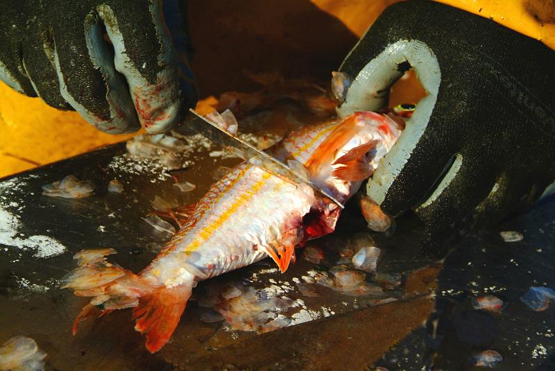 Fileyeur Arcachon ac1.JPG